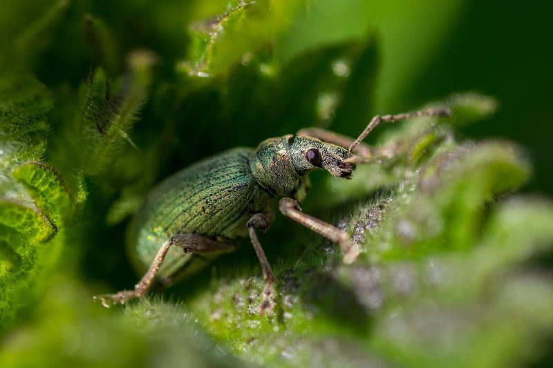 Troubleshooting pests
